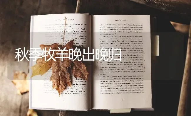 秋季牧羊晚出晚归 | 家畜养殖