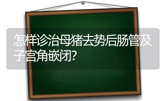 怎样诊治母猪去势后肠管及子宫角嵌闭？ | 家畜养殖