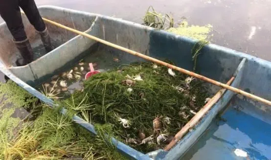 湖北地区河蟹五壳如何更细致的管理