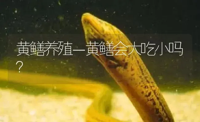 黄鳝养殖－黄鳝会大吃小吗？ | 淡水养殖