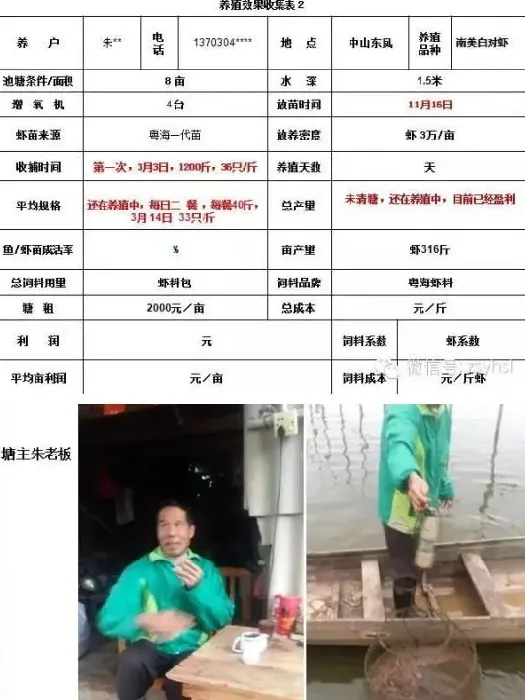 【粤海对虾苗就是任性】发生偷死也能正常生长保收益