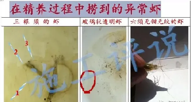 夏造对虾长不大？看看是不是这四大方面的原因！