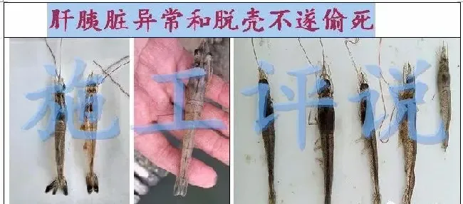 夏造对虾长不大？看看是不是这四大方面的原因！
