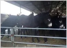 肉驴价格高升的原因和养驴的前景 | 动物养殖资料