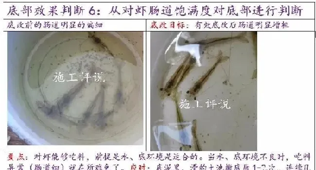夏造对虾长不大？看看是不是这四大方面的原因！