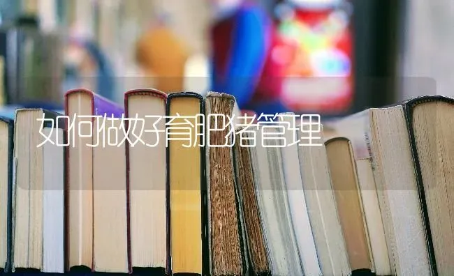 如何做好育肥猪管理 | 家畜养殖