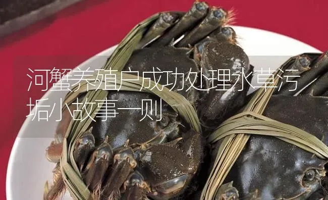 河蟹养殖户成功处理水草污垢小故事一则 | 淡水养殖