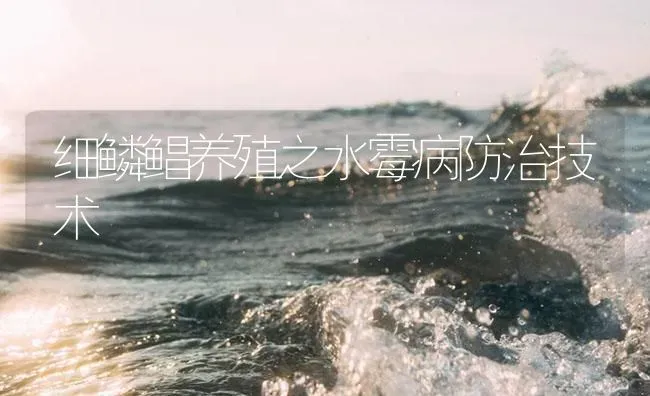 细鳞鲳养殖之水霉病防治技术 | 海水养殖