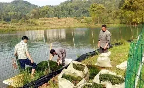 冬季小龙虾管理的好坏决定着明年小龙虾苗种的产量和质量