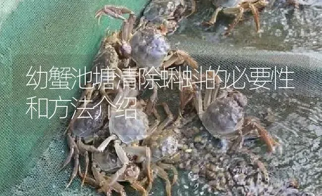 幼蟹池塘清除蝌蚪的必要性和方法介绍 | 淡水养殖