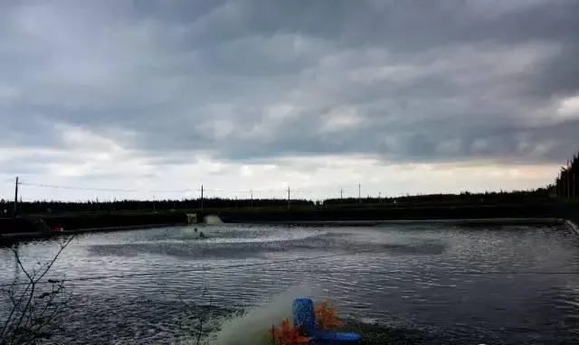 天气突变，水产养殖户应对寒潮阴雨来袭的三招