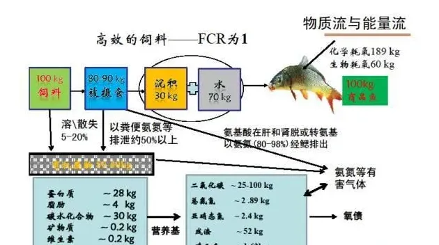 白露节气前后池塘养殖水体管理的几个注意事项