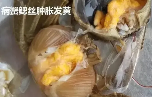 河蟹易发疾病黑鳃病烂鳃病的症状及预防治疗方案