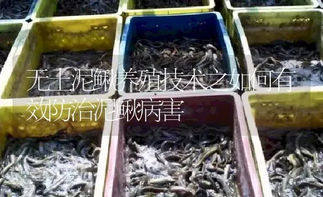 无土泥鳅养殖技术之如何有效防治泥鳅病害 | 淡水养殖