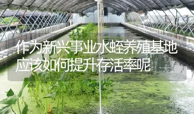 作为新兴事业水蛭养殖基地应该如何提升存活率呢 | 特种养殖