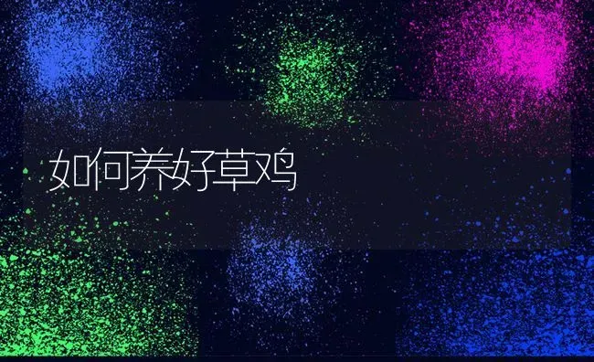 如何养好草鸡 | 家禽养殖