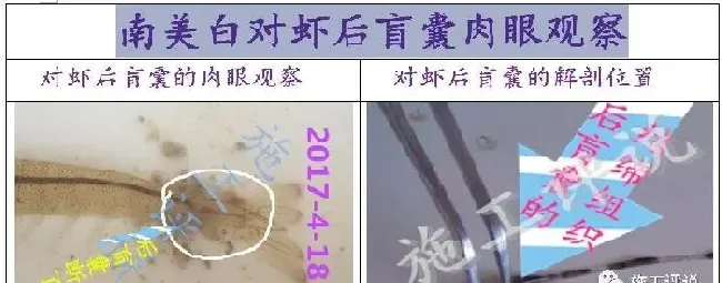 夏造对虾长不大？看看是不是这四大方面的原因！