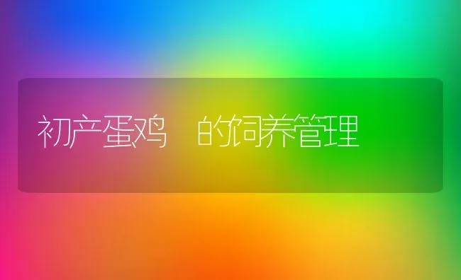 初产蛋鸡 的饲养管理 | 家禽养殖