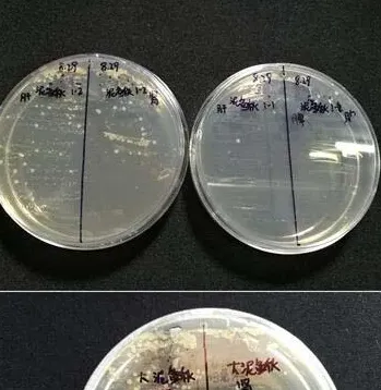 患病泥鳅分离出停乳链球菌