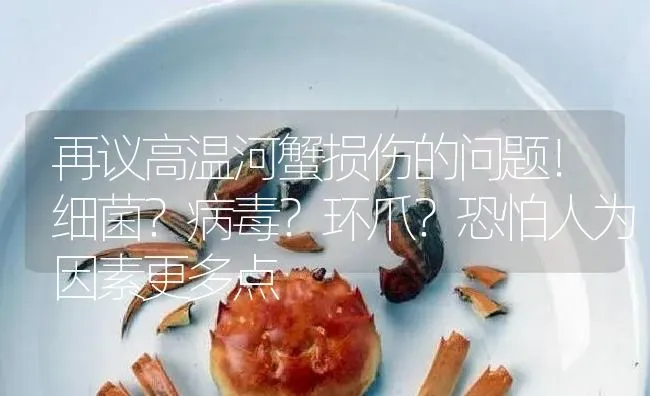 再议高温河蟹损伤的问题！细菌？病毒？环爪？恐怕人为因素更多点 | 淡水养殖