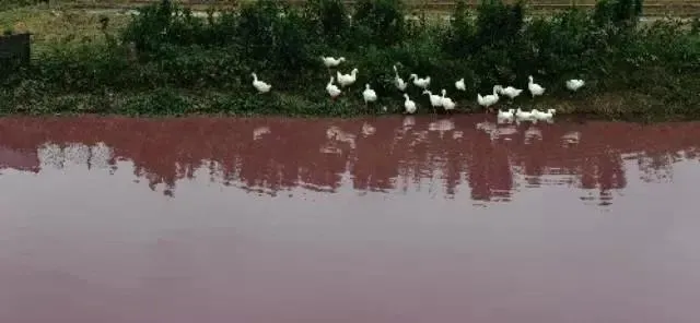 广东潮汕地区鱼虾混养池塘红水处理方案