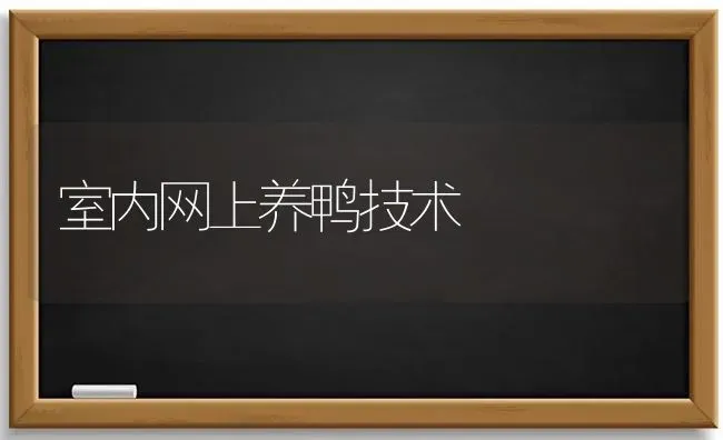 室内网上养鸭技术 | 家禽养殖