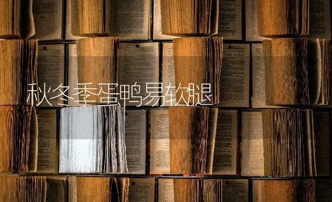 秋冬季蛋鸭易软腿 | 家禽养殖