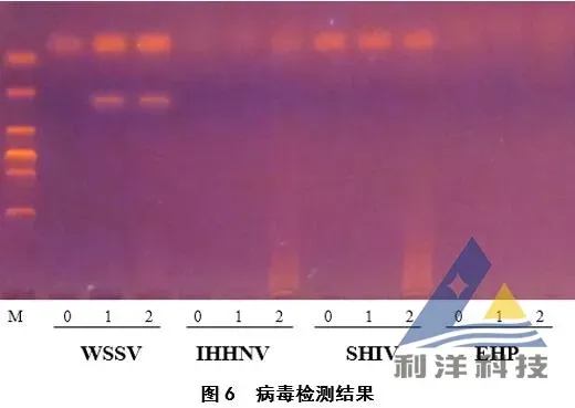 [每周一例]大潮注水后日本对虾白斑综合征大量死亡