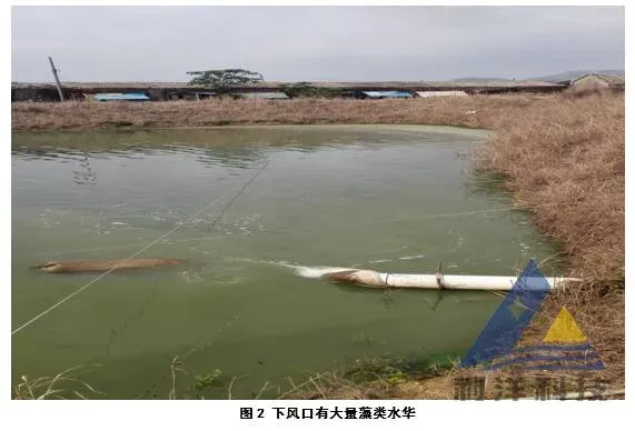 雨后转晴，请谨防泥鳅“气泡病”