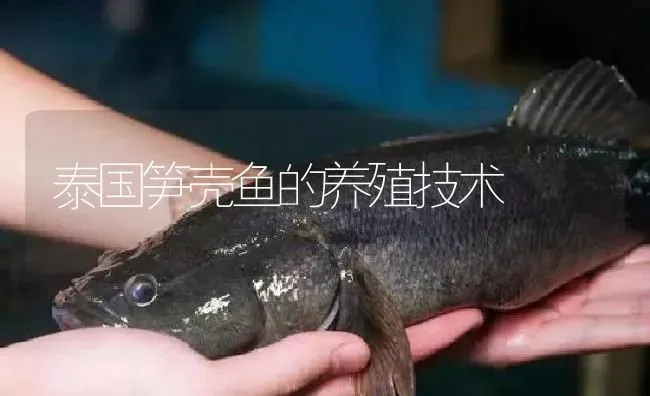 泰国笋壳鱼的养殖技术 | 淡水养殖