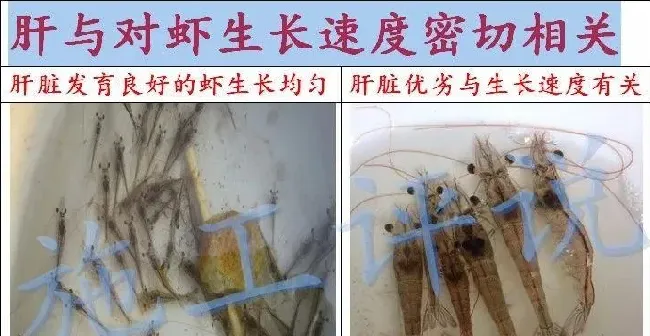 夏造对虾长不大？看看是不是这四大方面的原因！