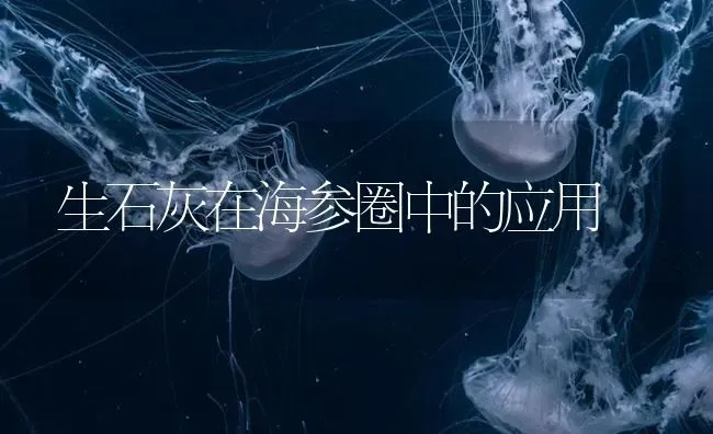 生石灰在海参圈中的应用 | 海水养殖