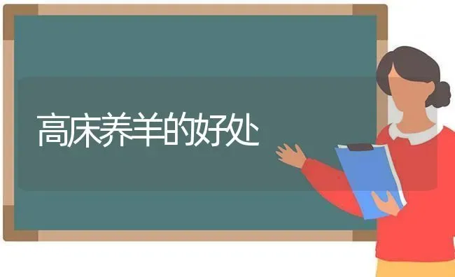 高床养羊的好处 | 家畜养殖