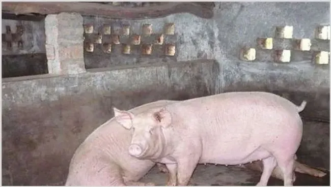 母猪配种前注意事项 | 动物养殖知识