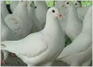 肉鸽原生虫治疗 | 动物饲养方法