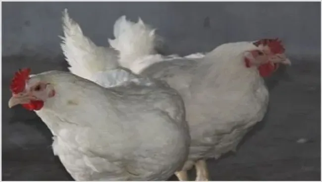 肉鸡养殖的优势 | 农业养殖技术