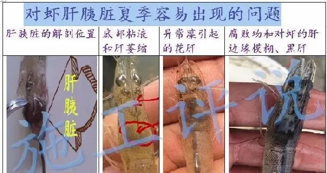 夏造对虾长不大？看看是不是这四大方面的原因！