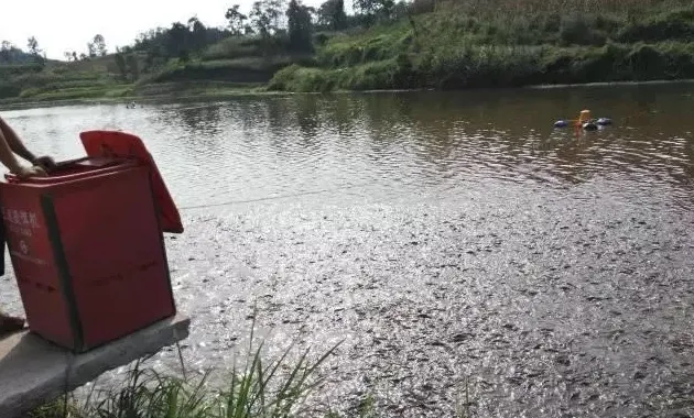 高温季节的池塘管理，您注意了吗？