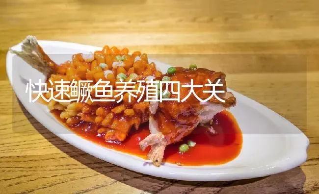快速鳜鱼养殖四大关 | 淡水养殖