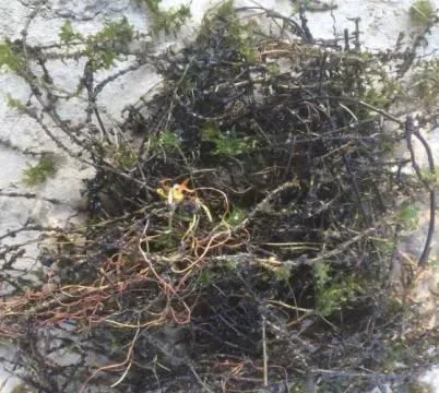 河蟹池塘梅雨季节管理要点