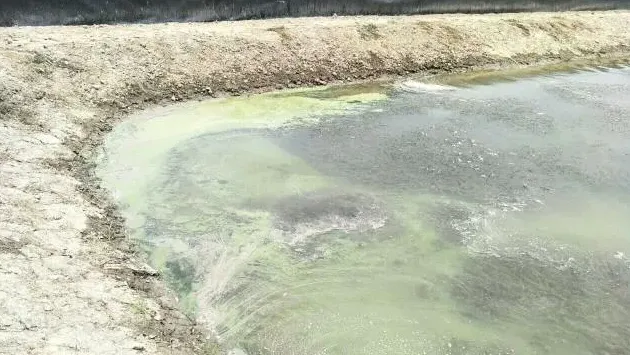 河蟹该如何顺利度过高温？溶氧是关键，保草是根本，调水是保障，体质是重点！