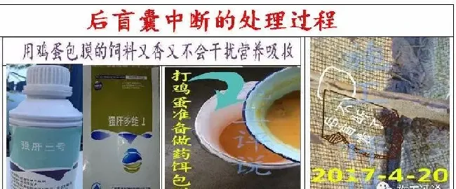 夏造对虾长不大？看看是不是这四大方面的原因！