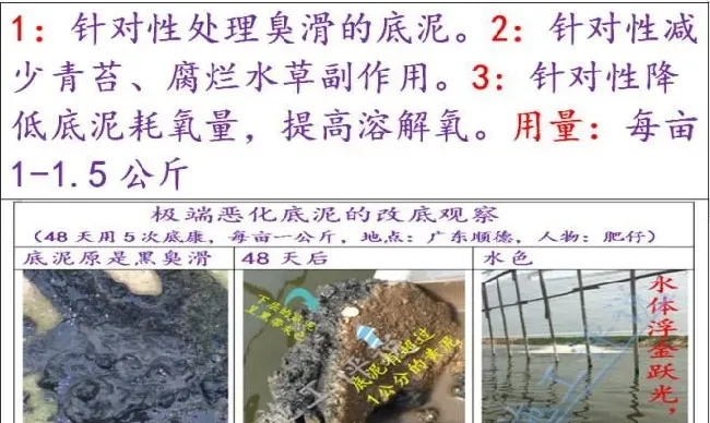 夏造对虾长不大？看看是不是这四大方面的原因！