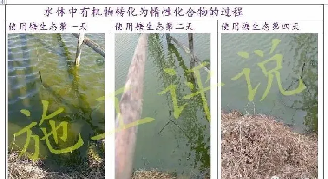 夏造对虾长不大？看看是不是这四大方面的原因！