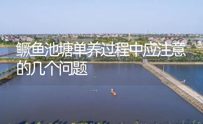 鳜鱼池塘单养过程中应注意的几个问题 | 淡水养殖
