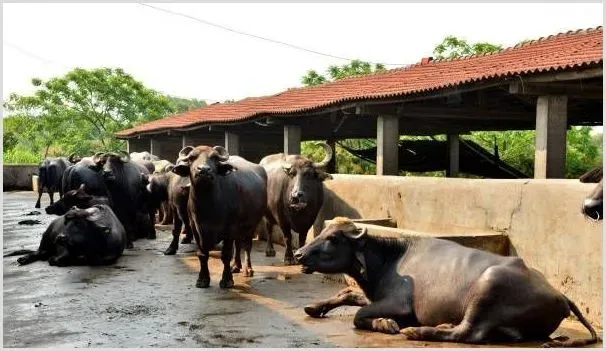 养肉牛要想省草料 怎么合理喂食 | 动物养殖资料