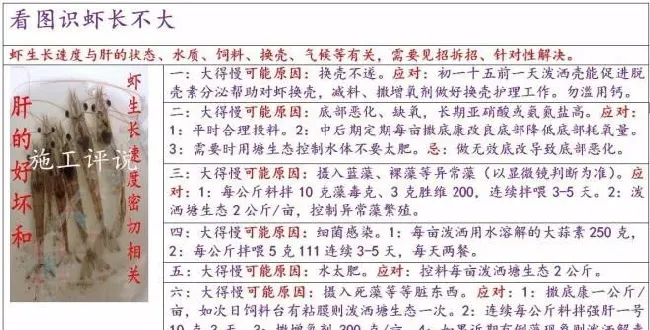 夏造对虾长不大？看看是不是这四大方面的原因！