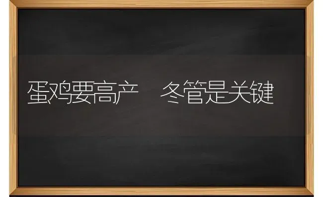 蛋鸡要高产 冬管是关键 | 家禽养殖