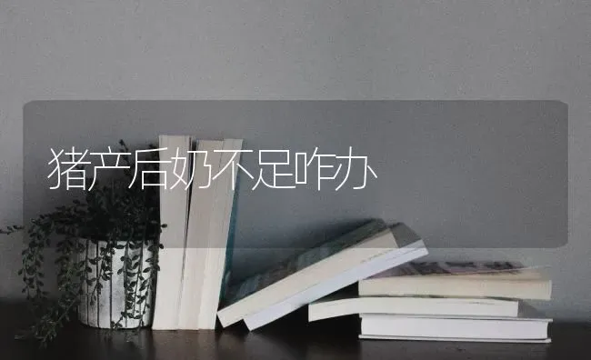 猪产后奶不足咋办 | 家畜养殖