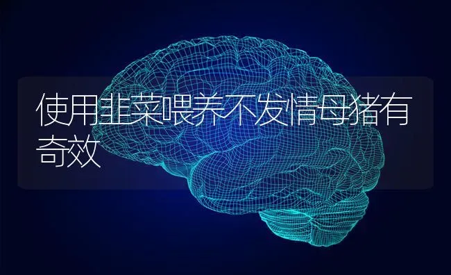 使用韭菜喂养不发情母猪有奇效 | 家畜养殖